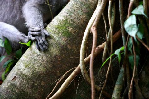 Matières Balinaises